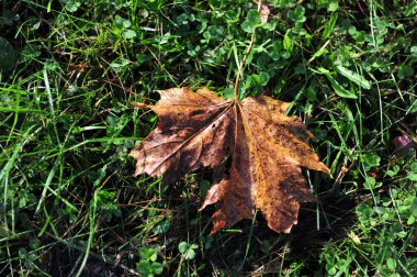 Çimlerin ve yoncaların üzerinde tek kahverengi akçaağaç yaprağı