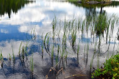 Suyun dışındaki sazlıklar. Bulutlar ve mavi gökyüzü su yüzeyine yansıyor. 
