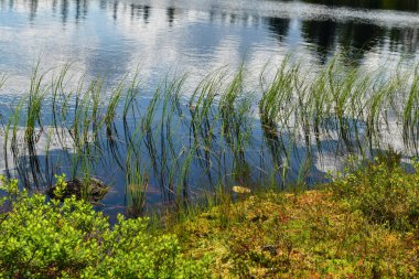 Reeds in quiet lake with reflections from the sky. Horizontal photo with copy space.  clipart