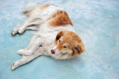 Arnavutluk 'ta uyuyan köpek. Karışık cins. Köpek asfaltın kenarında yatıyordu. Sağ tarafta fotokopi alanı olan yatay fotoğraf. Güzel ve dost canlısı köpek..