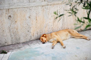 Arnavutluk 'ta uyuyan köpek. Kulağında büyük plastik etiket olan melez. Kaldırımın kenarında duran köpek.