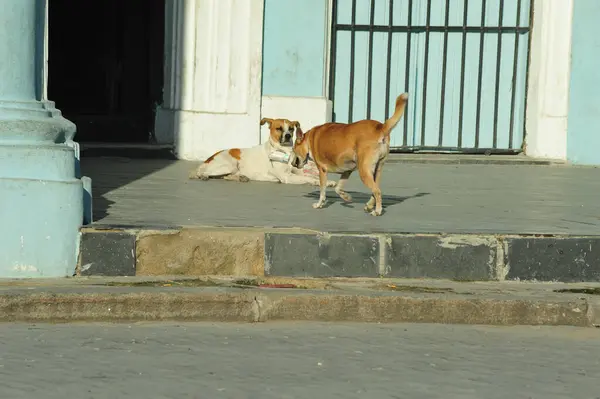 stock image Two adopted dogs with name tags greeting each other on staircase in Havana, Cuba. Turquoise walls in the background.