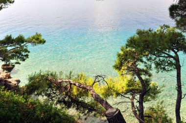 Hırvatistan 'ın turkuaz okyanusunu çerçeveleyen çam ağacı dalları. Uzakta tek yüzücü.