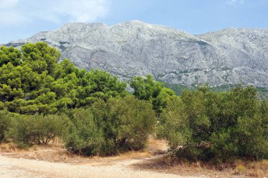 Hırvatistan 'ın Brela ve Baska Voda arasındaki güzel yürüyüş yolu. Zeytin ağaçları, çam ağaçları ve dağların manzarası.