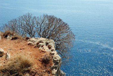 Adriyatik Denizi 'ne bakan beyaz uçuruma tutunan çıplak ağaç. Sağ tarafta kopyalama alanı olan yatay resim.