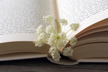 Açık bir kitapta tek beyaz maydanozlu inek çiçeği. Yatay fotoğraf.