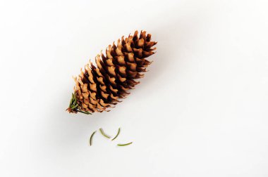 Beyaza bir kozalak. Çam iğneleri. Kopyalama alanı olan yatay fotoğraf.