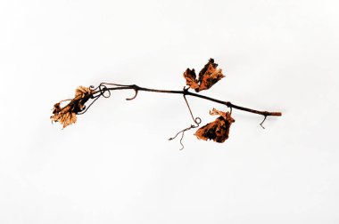 Beyazlara karşı küçük bir dedikodu dalı. Kırışık kahverengi yapraklı solmuş dal..