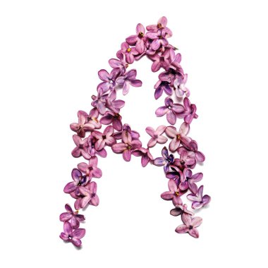 A harfi leylak çiçeklerinden yapılmış. Beyaz arkaplan ile kare fotoğraf.