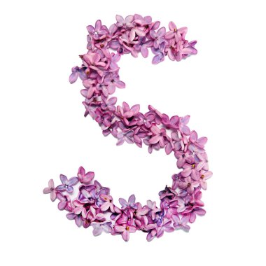 Leylak çiçeklerinden yapılmış S harfi. Beyaz arkaplan ile kare fotoğraf.