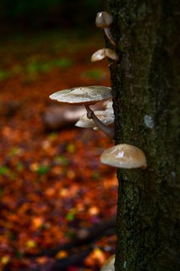 Gri mantarlar sonbaharda ağaç gövdesinden çıkar. Bulanık sonbahar arkaplanlı dikey fotoğraf ve kopyalama alanı. 
