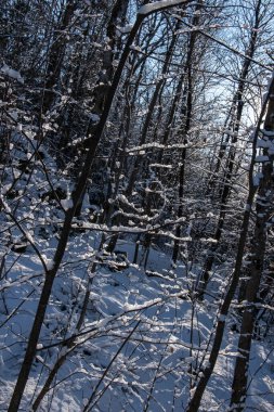 Güneşli kış gününde doğal ormanın dikey fotoğrafı. Dik alanda eğimli genç ağaçlar.