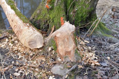 Horizontal photo of beaver toothmarks on tree trunk. Tree cut in two. clipart