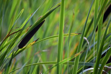Tek bir boğa, yeşil kamışlı tyfa latifolia bitkisi. Bulanık arkaplan. 