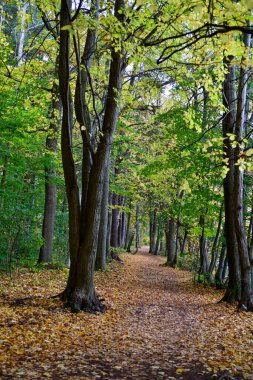 Horten, Norveç 'teki sahil yolu boyunca uzanan güzel ormanın dikey fotoğrafı. Ekim sonbahar yaprakları. 