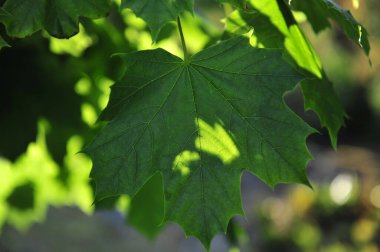 Yeşil akçaağaç yaprağının, güneşli lekeli yeşil bokeh arka planına yakın yatay fotoğrafı..