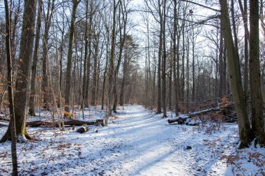Norveç 'in Horten, Vestfold, Norveç' teki orman yolu güneşli bir kış günü. Yerde ince bir kar tabakası. 
