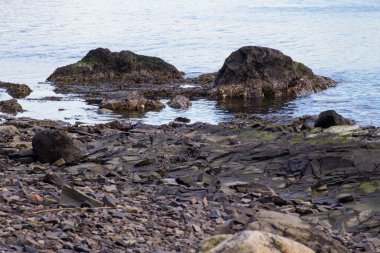 Sahilde midyelerle kaplı kayalar olan engebeli kıyı şeridi detayları..