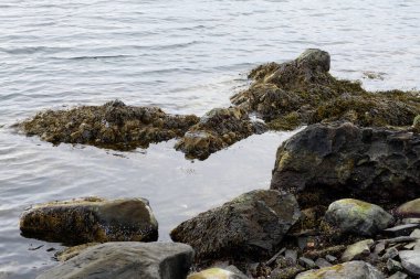 Norveç kıyıları boyunca liken ve midyelerle kaplı kaya ve kayalar. Kopyalama alanı olan yakın plan fotoğraf.