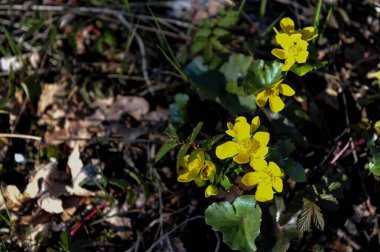 Doğal ortamda sarı bardaklar. Fotokopi alanı solda olan yatay fotoğraf.