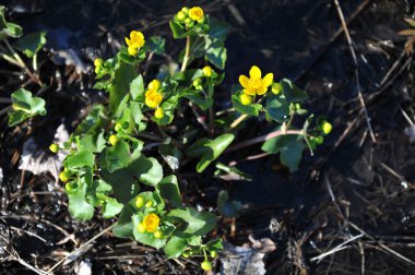 Doğal ortamda sarı papaz çiçekleri. Sağ tarafında kopyalama alanı olan yatay fotoğraf.