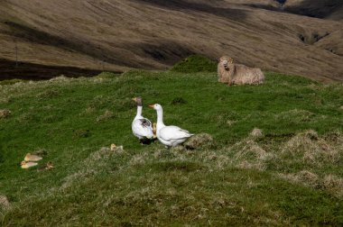 Kazlar ve kazlarla huzurlu bir bahar sahnesi. Arka planda yatan bir koyun. Faroe Adalarından Doğa Sahnesi.