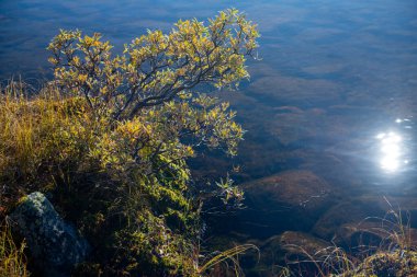 Güneş yüzeyde yankılanırken küçük ağaçlar göl suyuna yaslanıyor. Sağ tarafında kopyalama alanı olan yatay fotoğraf.