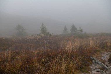 İçinde çam ağaçları, sonbahar renklerinde çalılar ve otların bulunduğu sisli bir dağ manzarası. Sis dengesiz ve gizemli bir ortam yaratır, arkaplanı yumuşatır ve ufku gökyüzüne karıştırır..