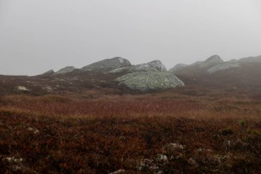 Norveç, Buskerud Rollag 'daki Vegglifjell dağlarında sisli bir sabah. Yere renk düşür.