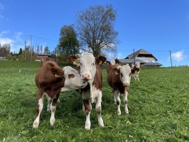 Cow in the Black Forest