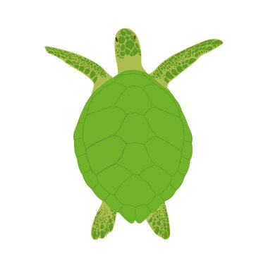 Yeşil Kaplumbağa beyaz arka planda izole edildi. Düz Vektör İllüstrasyonu