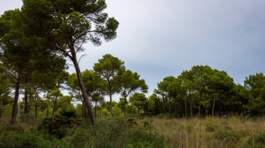 green mediterranean forest with trees in cala ratjada, mallorca, spain with blue sky in summer