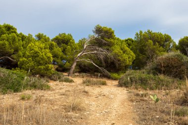 Hiking path in mediterranean landscape with trees and sea grass in Cala Ratjada, Mallorca