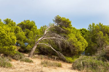 slate tree on the hiking trail in mallorca