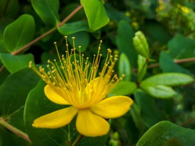 Yellow flowering perforate St John's-wort (Hypericum perforatum) with green leaves in background, close up
