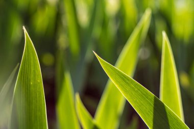 Yeşil çimenler yakın plan. Doğa geçmişi. Sığ alan derinliği.