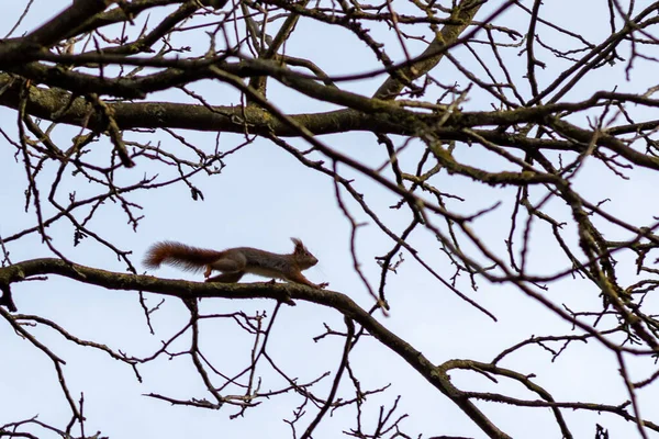 Silhouette Eines Roten Eichhörnchens Sciurus Vulgaris Auf Einem Kahlen Baum — Stockfoto