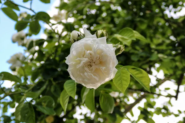 Yeşil Yeşillik Bokeh Arkaplanlı Beyaz Gül