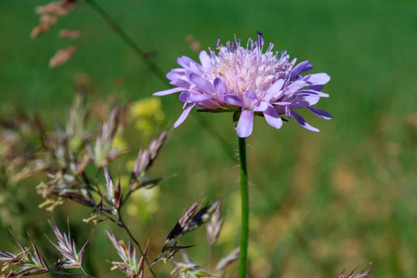 Фіолетове Квіткове Поле Болісне Knautiaceaeensis Крупним Планом Розмитим Зеленим Тлом — стокове фото