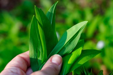 Vahşi gralik yapraklar elinde. Allium ursinum toplanıyor