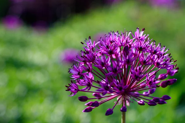 Żywy Różowy Allium Kwiat Miękkim Tle Focus — Zdjęcie stockowe