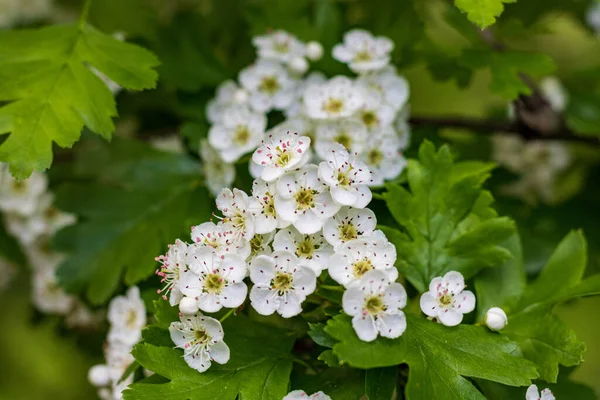 Top-View Close-Up of White Hawthorn Flowers (Crataegus)