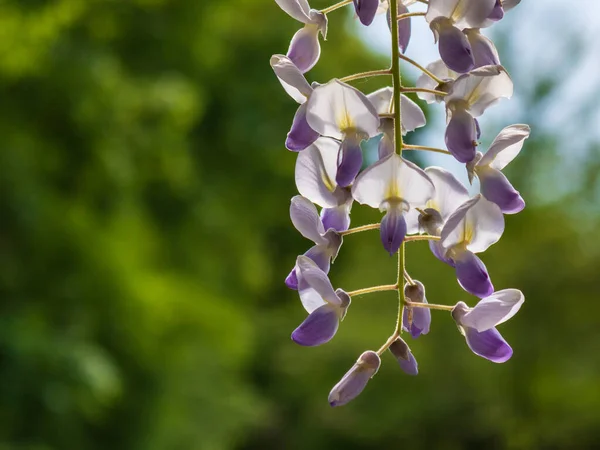 紫藤花的美丽特写与脱色绿色背景 — 图库照片