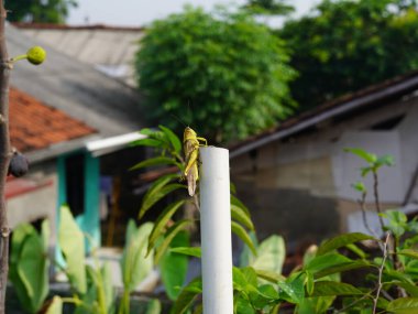 Bir evin önündeki beyaz metal bir çite tünemiş bir çekirge. Arka plandaki ev kahverengi dış ve beyaz süslemeli iki katlı bir bina. Evin arkasında yeşil yapraklı bir ağaç var..