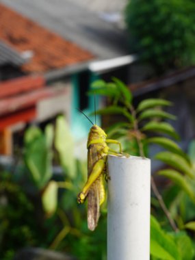 Bir evin önündeki beyaz metal bir çite tünemiş bir çekirge. Arka plandaki ev kahverengi dış ve beyaz süslemeli iki katlı bir bina. Evin arkasında yeşil yapraklı bir ağaç var..