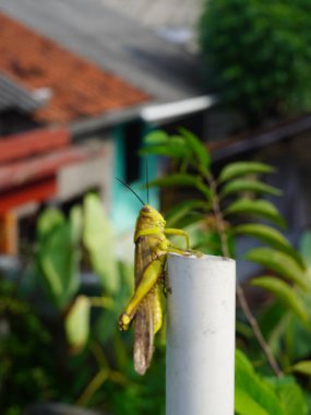 Ağaçtaki yeşil çekirge.
