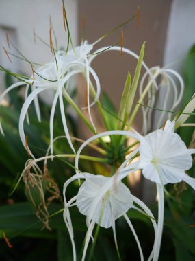 Bahçede beyaz çiçekler