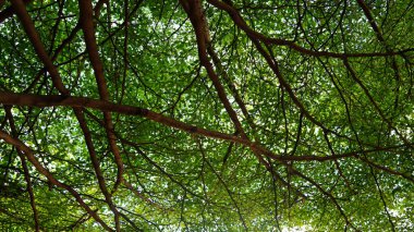 Ormandaki bir ağacın yeşil yaprakları