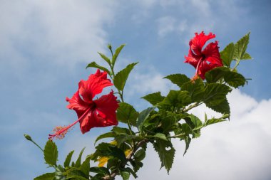 Mavi gökyüzü ve beyaz bulutları olan bir bitki üzerinde Hibiscus Çiçeği