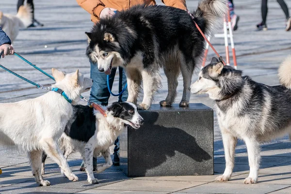 Stock image Ostrava, Czechia - 02.04.2023: Four dogs on a leash gathering playfully in the street of a city. Funny animals outdoors